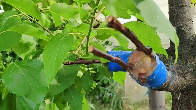 ПРИВИВКА в расщеп ПРИЖИЛАСЬ. Результат прививки. ЧТО делать дальше?  КАК вести прививку дальше.
