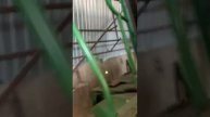 John Deere 9500