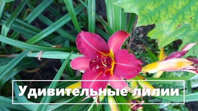 Это просто красиво. ;55 (1)