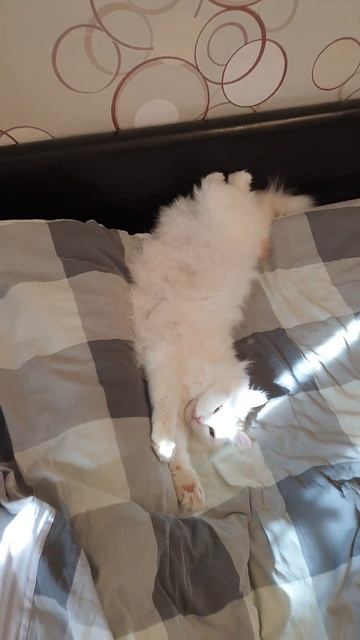 Стоит отвернуться и твоё место уже заняли😂 #shorts #cat #ко
