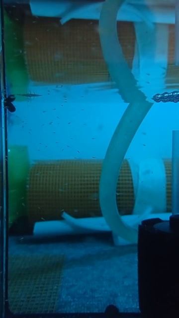 данио перед пересадкой #данио # малек #danio #aquarium #aquariumvlog