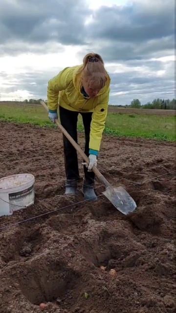 Картошка на посадку...