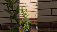 20250511_110054.mp4