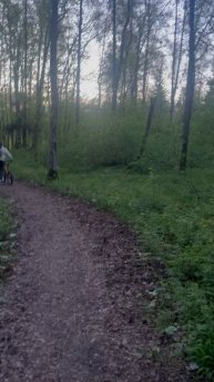 Прогулка по лесу