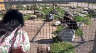 Карельский зоопарк , кто там есть?