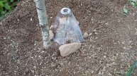 Дом у озера. Новые саженцы: крыжовник и жасмин.