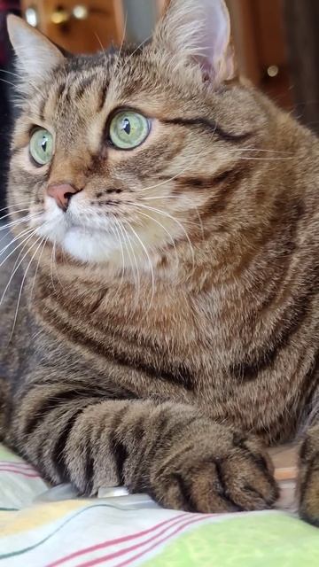 Большие деньги 💸💰🤔🤣 #cat #кот #юмор #котушка #цитаты #
