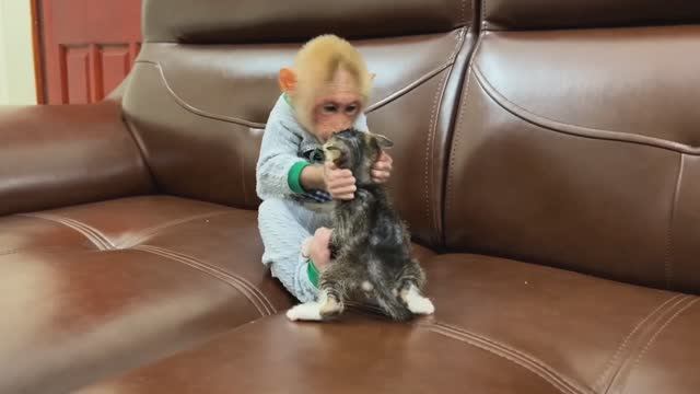 Обезьянка и КОТЕНОК Играют вместе Едят СМЕШНАЯ МИЛОТА