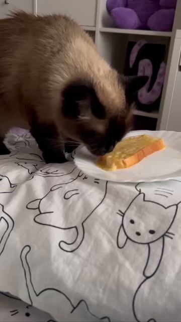 Кошки и еда 🥪