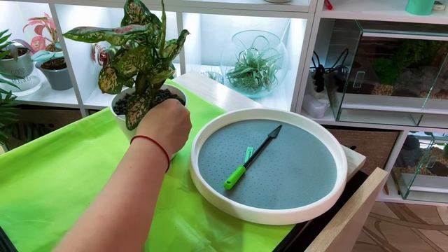 Аглаонемы в черной лечузе . Пересадка триколор и новой