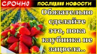 3 секрета для богатого урожая клубники: крупные и сладкие ягоды гарантированы!