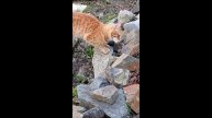 Кот. Фокс.