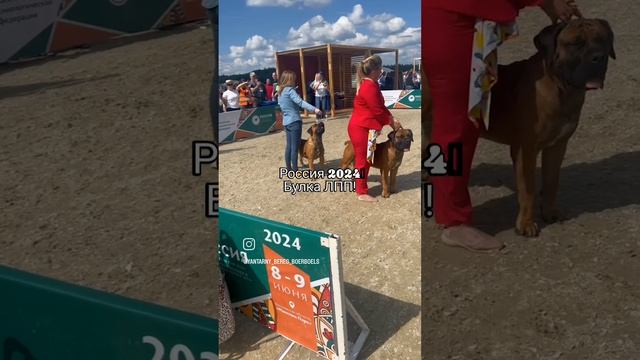 Бурбуль, Булка, ЛПП Россия 2024