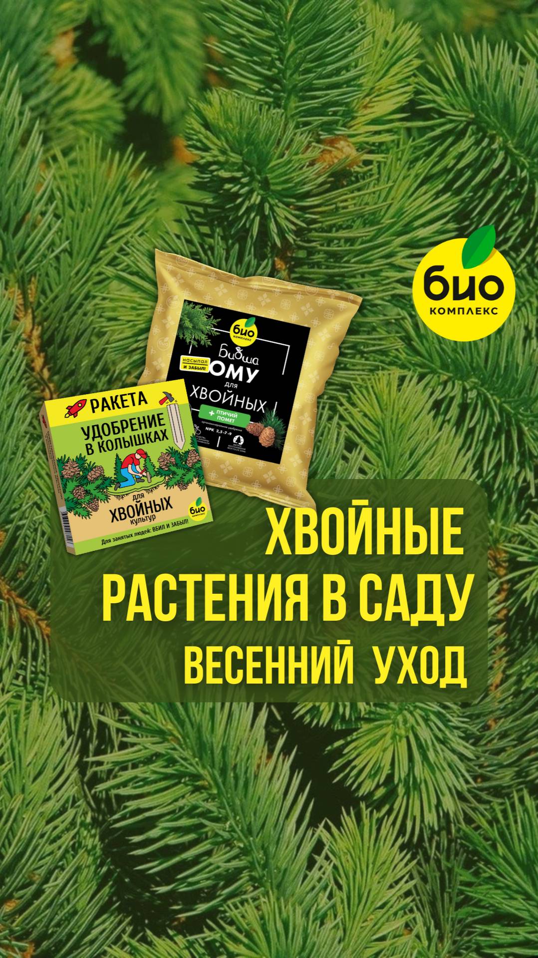 Хвойные растения в саду: весенний уход