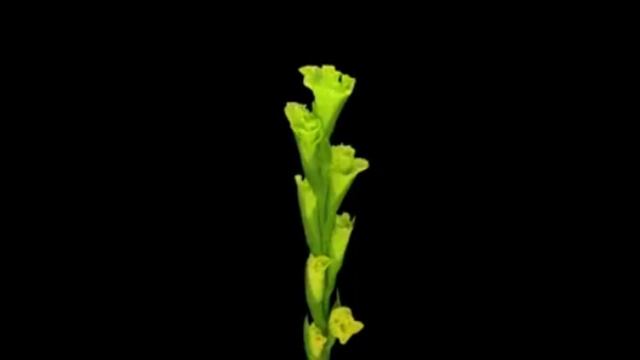 Распускаются цветы.