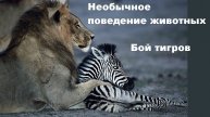 Необычное поведение животных. Бой тигров (8/18)