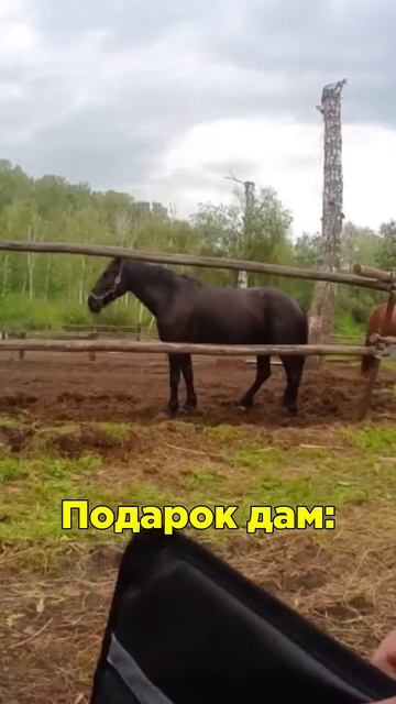 Добрые люди из конного клуба помогли человеку. Их отбл