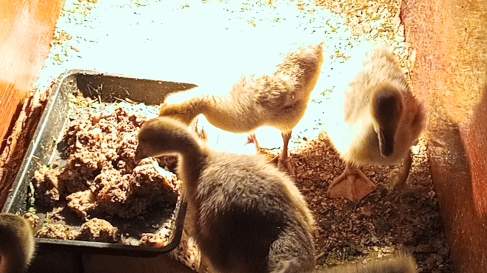 Гусята едят мешанку 11-05-2025