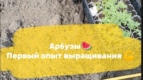 Первая попытка вырастить арбузы