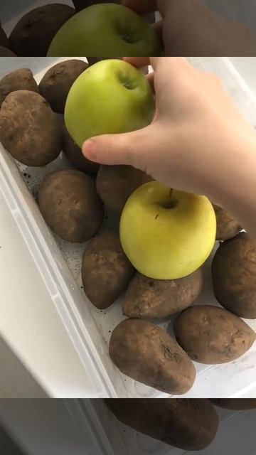 Хранение картофеля при комнатной температуре