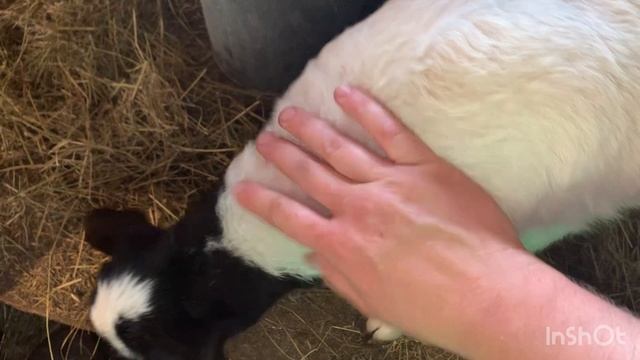 Выгодно ли держать несколько овец в лпх. С чего начать овцеводство. Каких овец купить новичку.Часть1