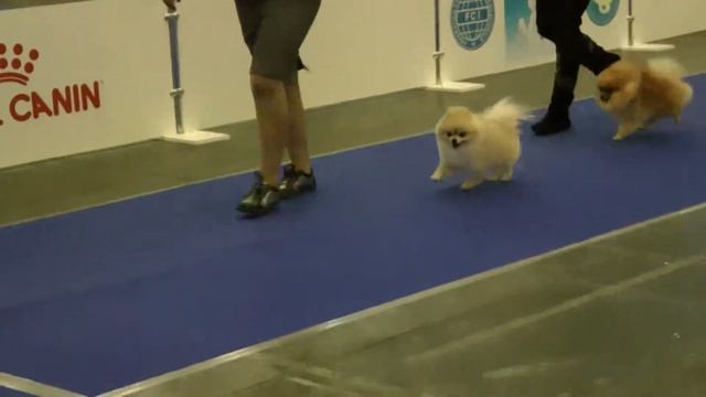 КЛАСС ЧЕМПИОНЫ КОБЕЛИ 1