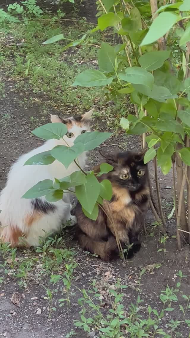 Когда увидели страшного зверя 😳👀