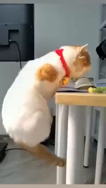 Мир домашних питомцев – Серия 474: Забавные и милые моменты