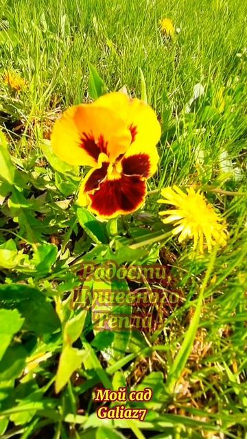 Доброе Утро! Хорошего Дня!