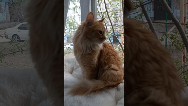 Птички весело поют 🐦 🎶