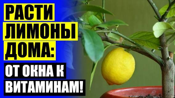 ⛔ КУПИТЬ ЛИМОННОЕ ДЕРЕВО В ГОРШКЕ КУПИТЬ 👍