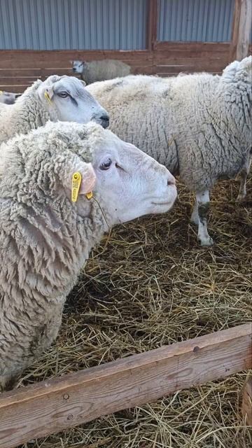 🐏 Баран Иль де Франс: результативность в цифрах⤵️
