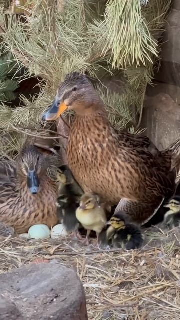 🦆 В ульяновском зоопарке вылупились утята