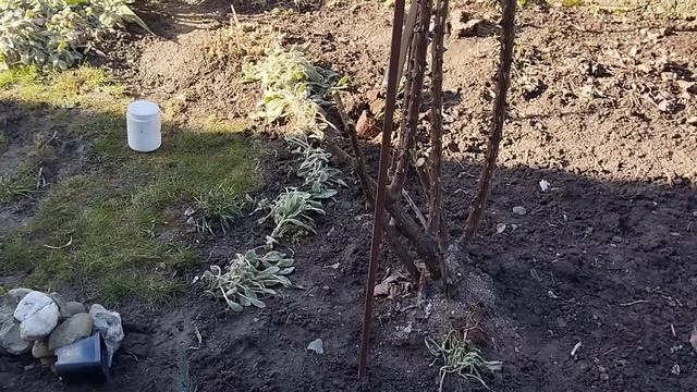 Садити взимку? посадка ялівців,пересадка троянд і жив?