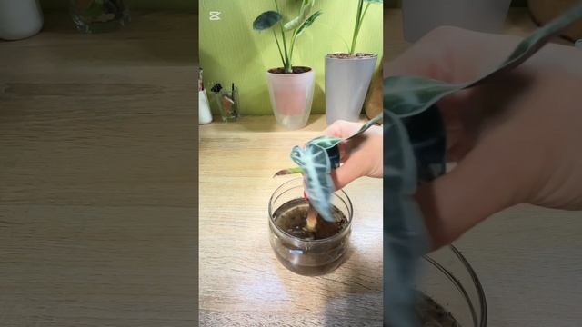 Пересадка алоказии из Пятерочки