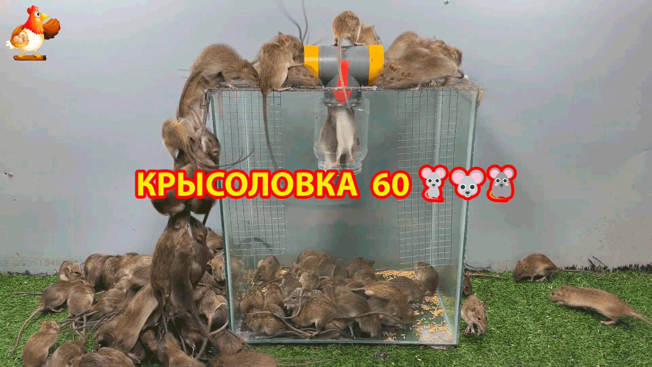 Крысоловка вариант (60) 🐀 Как сделать крысоловку своими руками и поймать кучу крыс 🐀🐁🐀