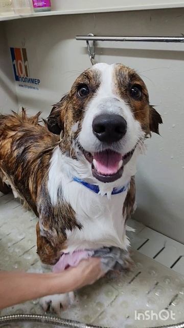 Маленький коржик 🤗🐶🥰