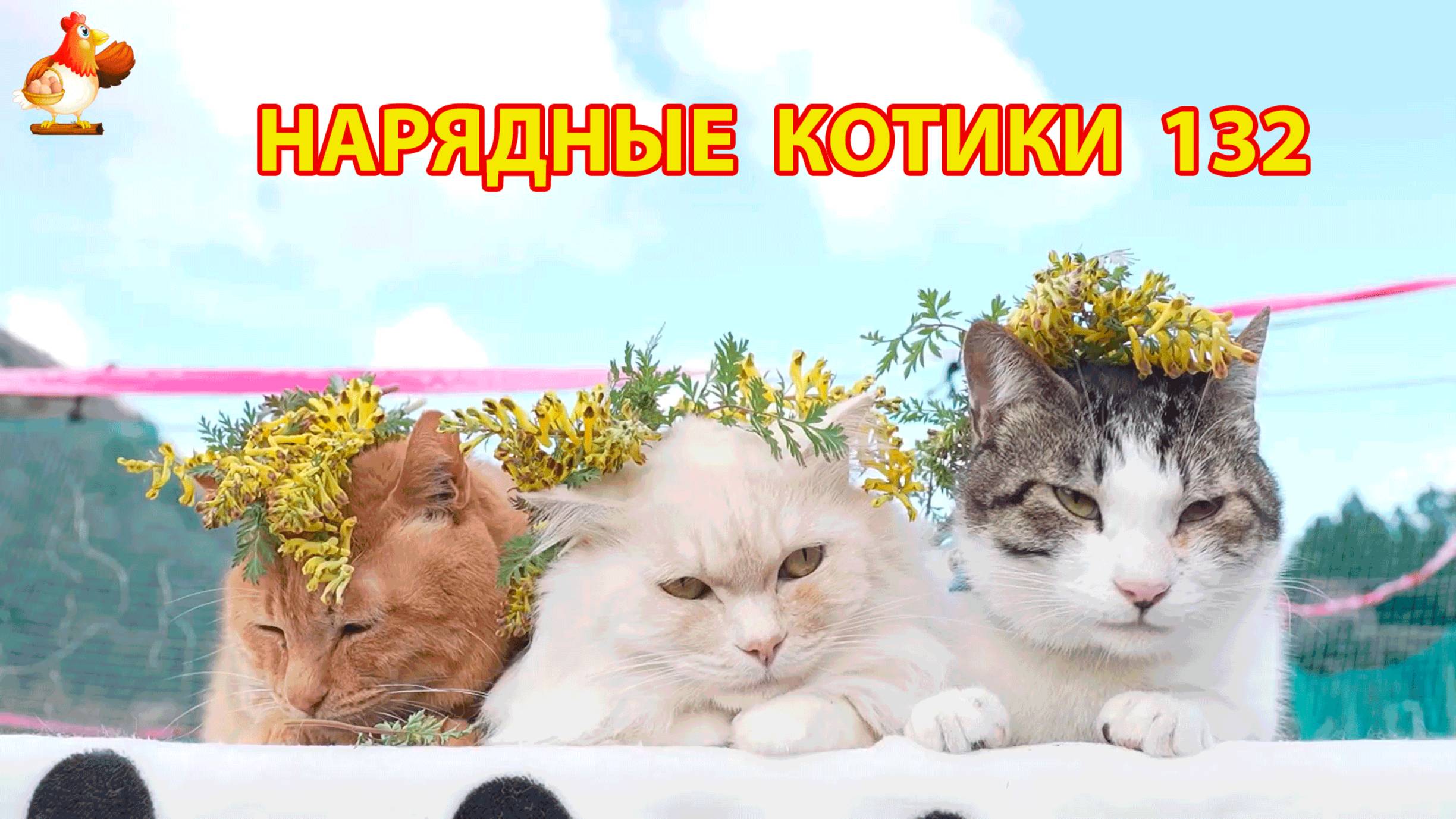 Нарядные Котики расслабляются на солнышке 🌞 🐈🐈🐈 (132)