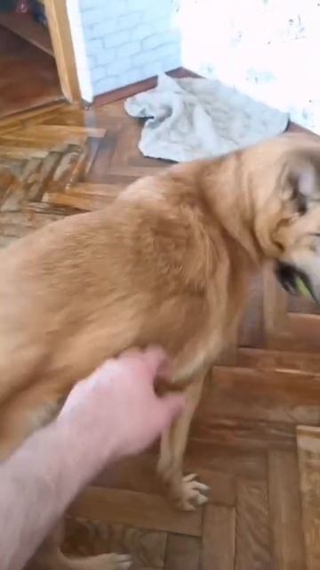 Даст или не даст, вот в чем вопрос!🤫😂