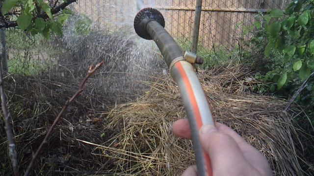 Орошаю дальнюю часть компостной кучи