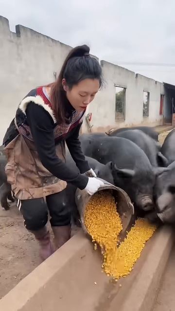 Feeding pigs #shorts