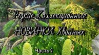 Редкие Коллекционные НОВИНКИ Хвойных!🔥 Обзор! Часть2 10 мая 2025г
