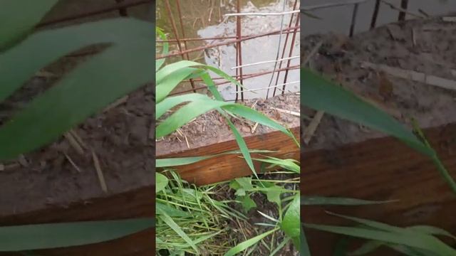 Я рою канавы для воды, а коты помогают