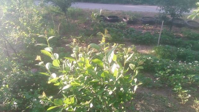 VID_20250503_181217