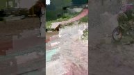 проверка ДТП на велосипеде с Супер Артëмкой