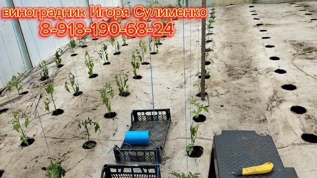 Классный способ посадки помидоров в теплице 👍🏻