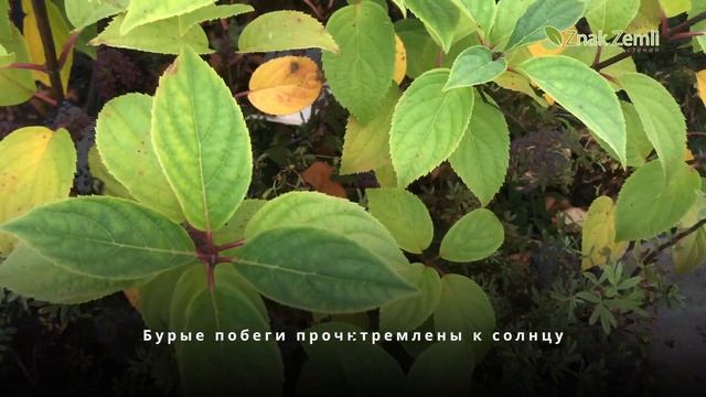 Гортензия метельчатая Silver Dollar
