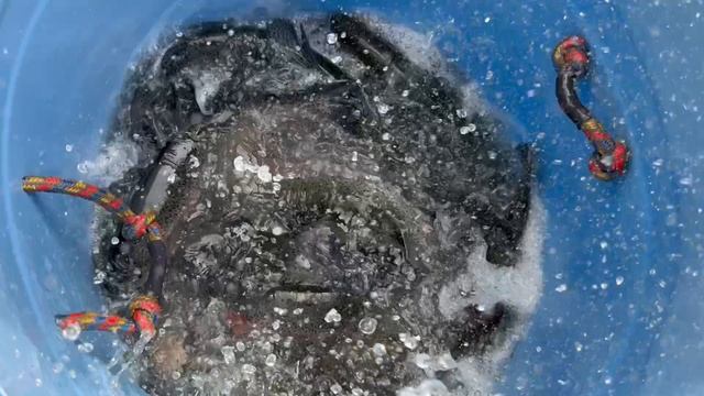 Пополнение садков Форелью