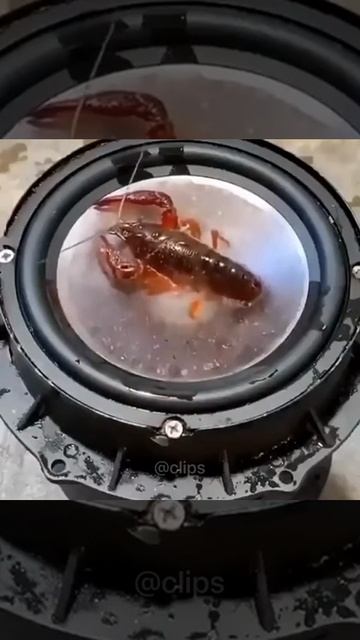РАК😆😆😆