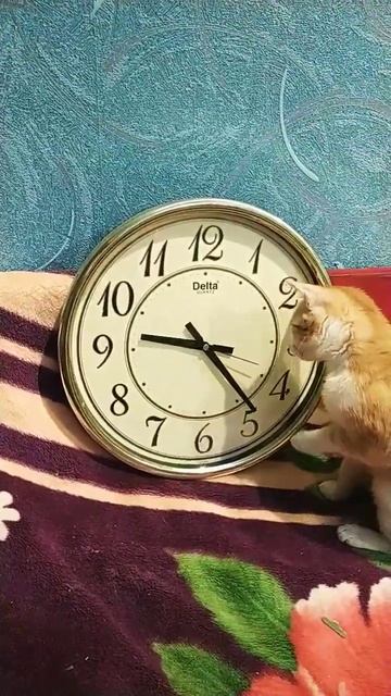 Юна знакомится с часами. Любопытный котенок.